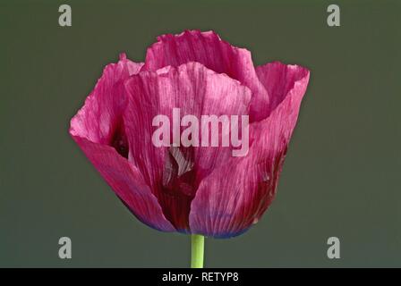 Schlafmohn (Papaver somniferum v. nigrum), Blume, Heilpflanze, Rauschmittel Stockfoto