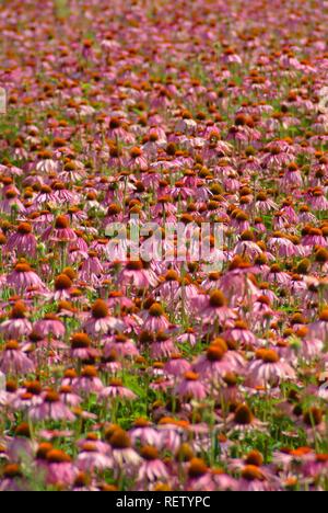 Östlichen Sonnenhut (Echinacea purpurea), Heilpflanzen Stockfoto