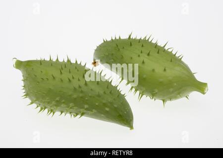 (Cyclanthera Caygua felimida), Gemüse- und Heilpflanzen Stockfoto