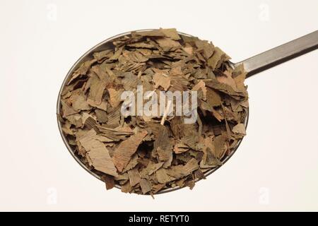 Gingko (Ginkgo biloba), getrocknete Blätter Stockfoto