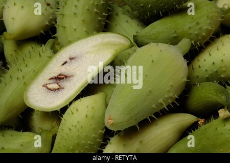 (Cyclanthera Caygua felimida), Gemüse- und Heilpflanzen Stockfoto