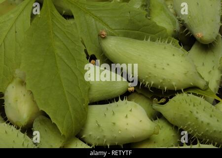 (Cyclanthera Caygua felimida), Gemüse- und Heilpflanzen Stockfoto