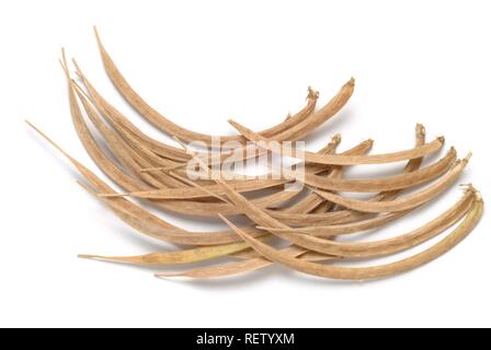 Reifen Bockshornklee Keimsprossen (Trigonella foenum-Graecum), Heilpflanzen Stockfoto