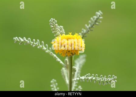 Baumwolle Lavendel (Santolina chamaecyparissus), Heilpflanzen Stockfoto