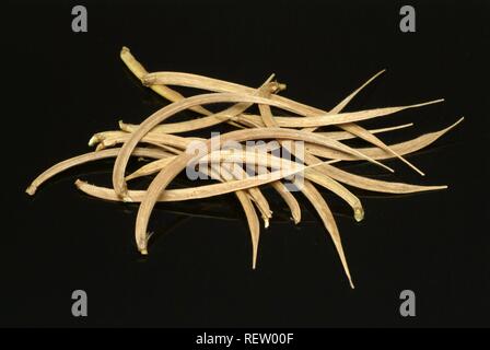 Reifen Bockshornklee Keimsprossen (Trigonella foenum-Graecum), Heilpflanzen Stockfoto