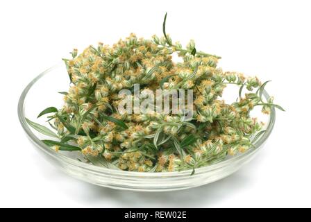 Beifuß (Artemisia vulgaris), Heilpflanzen Stockfoto