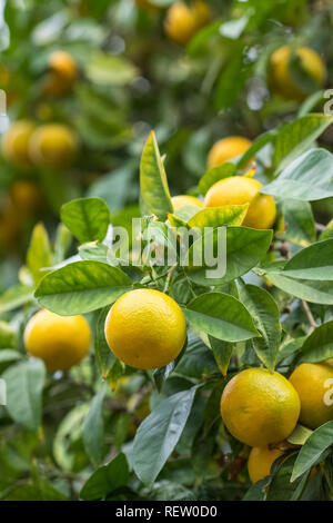 Gelb Mandarin orange Früchte an einem Baum in der Nähe, Stockfoto