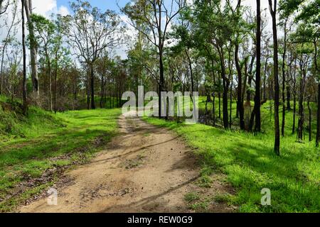 Brand- und Regrowth in Mia Mia State Forest nach dem November 2018 Brände, Queensland, Australien Stockfoto