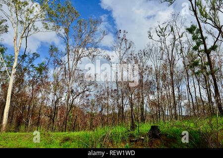 Brand- und Regrowth in Mia Mia State Forest nach dem November 2018 Brände, Queensland, Australien Stockfoto