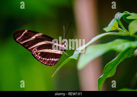 Zebra longwing Schmetterling (Heliconius Charithonia) ruht auf einem grünen Blatt Stockfoto