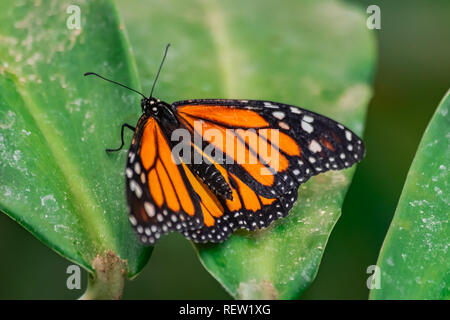 Monarchfalter (danaus Plexippus), mit offenen Flügeln auf einem grünen Blatt Stockfoto