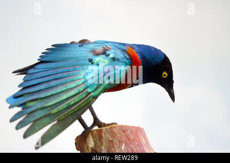 Schimmernde Blau und Grün hervorragende Starling (lamprotornis Superbus) auf einem abgeschnittenen Baumstamm verbreiten die Flügel und Suchen nach unten Stockfoto