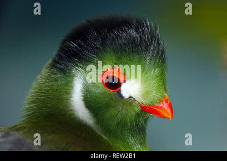 Grün gefärbten Kopf eines weißen ist turaco (tauraco leucotis) mit einem orangefarbenen Schnabel und Augen Ring Stockfoto