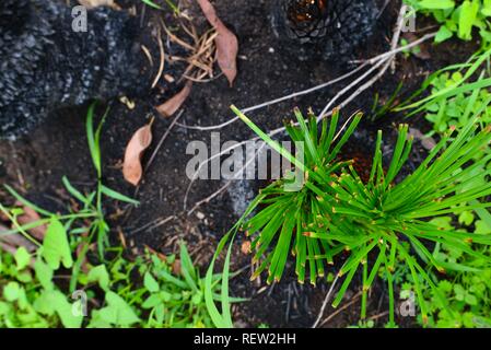 Gras Bäume Arten Xanthorrhoea reshooting in Mia Mia State Forest nach dem November 2018 Brände, Queensland, Australien Stockfoto