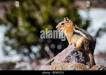 Profil anzeigen von niedlichen Eichhörnchen sitzt auf einem Felsen, Lassen Volcanic Park National Park, Northern California Stockfoto