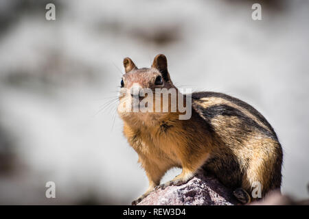 Frontalansicht des niedlichen Chipmunk, Lassen Volcanic Park National Park, Northern California Frontalansicht des niedlichen Chipmunk, Lassen Volcanic Park National Park, Northern California
