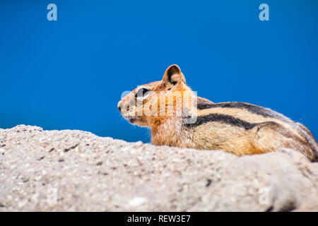 Profil anzeigen von niedlichen Eichhörnchen auf einem Felsen in den Lassen Volcanic Park National Park, Northern California