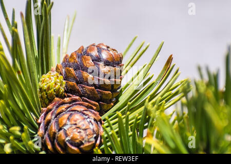 Nahaufnahme von whitebark Pine (Pinus albicaulis) Kegel, lang, Grün umgeben, Nadeln; Kalifornien Stockfoto
