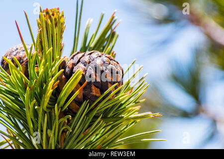 Nahaufnahme von whitebark Pine (Pinus albicaulis) Kegel, lang, Grün umgeben, Nadeln; Kalifornien Stockfoto