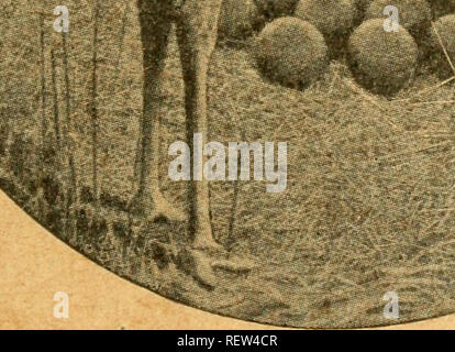 . Die Wwu: offizielles Organ des Australasian Ornithologists' Union. Ornithologie; Vögel. Eine vierteljährliche Zeitschrift der Studie und den Schutz der einheimischen Vögel zu popularisieren und aufzeichnen Ergebnisse der wissenschaftlichen Forschung in der Ornithologie. Oicial Organ des ROYAL AUSTRALASIAN Ornithologists' Union. Herausgeber: J.A.LEACH, D.Sc, C. M. B.O. U - ("Eyrecourt", Canterbury.) Redakteurin: R.H. CROLL, R.A.O.U. (Abteilung für Bildung, Melbourne.)^ efBourne: WALKER, MAI & Amp; CO., Drucker, 25 MACKILLOP STRASSE. Europäische Vertreter: WITHERBY &Amp; CO., 326 High Holborn, London. 1918.. Bitte beachten Sie, dass diese i Stockfoto