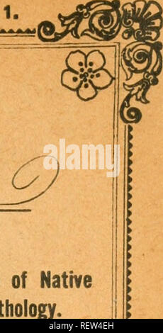 . Die Wwu: offizielles Organ des Australasian Ornithologists' Union. Ornithologie; Vögel. Vol. XVII. Juli, 1917. [Teil 1. Die Emu? -5^1^^^ - eine vierteljährliche Zeitschrift der Studie und den Schutz der einheimischen Vögel zu popularisieren und aufzeichnen Ergebnisse der wissenschaftlichen Forschung in der Ornithologie. Oicial Organ der Fsme ROYAL AUSTRALASIAN Ornithologists' Union. Bitte beachten Sie, dass diese Bilder sind von der gescannten Seite Bilder, die digital für die Lesbarkeit verbessert haben mögen - Färbung und Aussehen dieser Abbildungen können nicht perfekt dem Original ähneln. extrahiert. Royal Australasian Ornithologists' Un Stockfoto