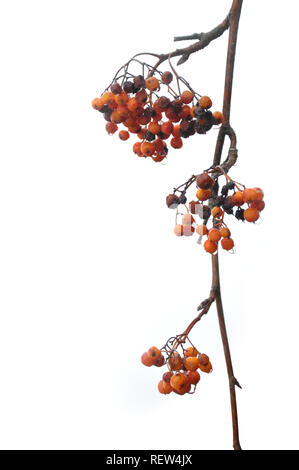 Aufrechte   orange Beeren auf einem Zweig mit Regen fällt durch jziprian Stockfoto