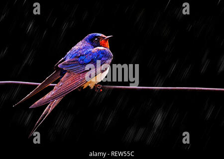 Auf einem schwarzen Hintergrund im Regen schlucken Stockfoto