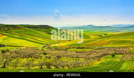Apulien auf die Landschaft, Olivenbäume, sanften Hügeln und grünen Landschaft. Poggiorsini, Bari, Italien Europa Stockfoto