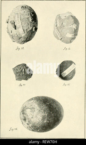 . Die Wwu: offizielles Organ des Australasian Ornithologists' Union. Ornithologie; Vögel. Die Emu, Bd. XVI. Platte XXV. Bitte beachten Sie, dass diese Bilder sind von der gescannten Seite Bilder, die digital für die Lesbarkeit verbessert haben mögen - Färbung und Aussehen dieser Abbildungen können nicht perfekt dem Original ähneln. extrahiert. Royal Australasian Ornithologists' Union. Melbourne: Royal Australasian Ornithologists Union Stockfoto