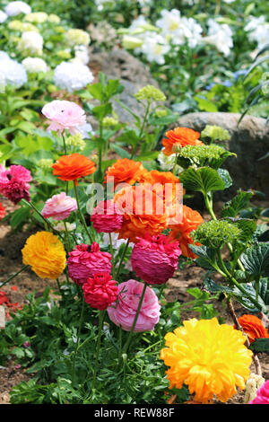 Gelb, orange und rosa Ranunkeln Blumen wachsen vor der weißen Hortensie und Osterlilien in einem Garten im Frühjahr mit einem Bokeh effect Stockfoto