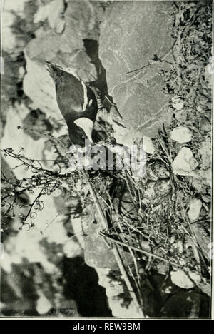 . Der Ewu. Vögel - Zeitschriften; Vögel - Australasien Zeitschriften. Der EWU. Vol XXU. Platte LXXXVil.. Bitte beachten Sie, dass diese Bilder sind von der gescannten Seite Bilder, die digital für die Lesbarkeit verbessert haben mögen - Färbung und Aussehen dieser Abbildungen können nicht perfekt dem Original ähneln. extrahiert. Australasian Ornithologists' Union; Royal Australasian Ornithologists' Union. Melbourne: Australasian Ornithologists' Union Stockfoto