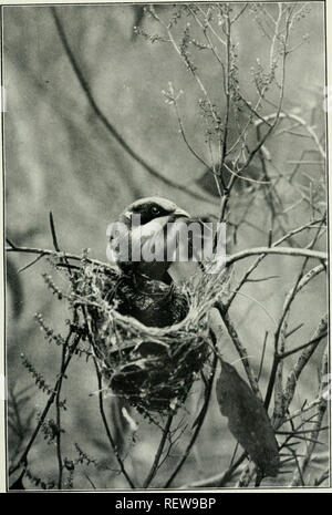 . Der Ewu. Vögel - Zeitschriften; Vögel - Australasien Zeitschriften. Der EWU. Vol.Xxh. Platte LXXXV.. Die gelb-Getuftet Honeyeater (McUphaga niclanops) am Nest Foto, von Marc Cohn. R.A.O.U.. Bitte beachten Sie, dass diese Bilder sind von der gescannten Seite Bilder, die digital für die Lesbarkeit verbessert haben mögen - Färbung und Aussehen dieser Abbildungen können nicht perfekt dem Original ähneln. extrahiert. Australasian Ornithologists' Union; Royal Australasian Ornithologists' Union. Melbourne: Australasian Ornithologists' Union Stockfoto