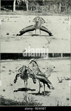 . Der Ewu. Vögel - Zeitschriften; Vögel - Australasien Zeitschriften. Die EMU, Vol. XXII. Platte LXXXIIl. Südliche Stone-Plover (BNrhiiiiis inagiiirostrisj Demonstration zur Verteidigung ihrer Jungen eines Fotos, von Dr. W. MacGiliivray, C.F.A.O.U. mitgeteilt. Bitte beachten Sie, dass diese Bilder sind von der gescannten Seite Bilder, die digital für die Lesbarkeit verbessert haben mögen - Färbung und Aussehen dieser Abbildungen können nicht perfekt dem Original ähneln. extrahiert. Australasian Ornithologists' Union; Royal Australasian Ornithologists' Union. Melbourne: Australasian Ornithologists' Union Stockfoto