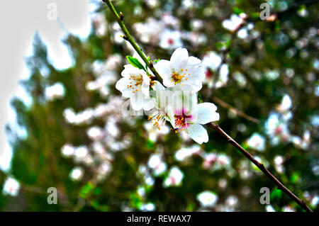 Zweig der Mandelbaum mit vier großen weißen Blumen, Frühling, Nahaufnahme Stockfoto