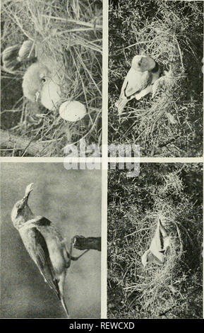 . Der Ewu. Vögel - Zeitschriften; Vögel - Australasien Zeitschriften. Die Emu, Band 'A'. Platte VIII. o. &Gt;&gt;. Bitte beachten Sie, dass diese Bilder sind von der gescannten Seite Bilder, die digital für die Lesbarkeit verbessert haben mögen - Färbung und Aussehen dieser Abbildungen können nicht perfekt dem Original ähneln. extrahiert. Australasian Ornithologists' Union; Royal Australasian Ornithologists' Union. Melbourne: Australasian Ornithologists' Union Stockfoto