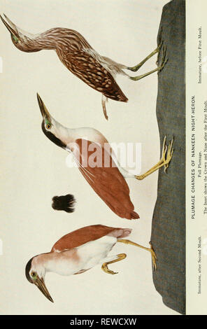 . Der Ewu. Vögel - Zeitschriften; Vögel - Australasien Zeitschriften. Die Emu, Vol. XX. Bitte beachten Sie, dass diese Bilder sind von der gescannten Seite Bilder, die digital für die Lesbarkeit verbessert haben mögen - Färbung und Aussehen dieser Abbildungen können nicht perfekt dem Original ähneln. extrahiert. Australasian Ornithologists' Union; Royal Australasian Ornithologists' Union. Melbourne: Australasian Ornithologists' Union Stockfoto