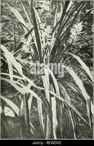 . Der Ewu. Vögel - Zeitschriften; Vögel - Australasien Zeitschriften. Der Ewu. Vol. XIX. Platte WFL.. Nest der Wirbelsäule-tailed Log-Runner {Oythonyx tcmmmcki) in Wide-leaved hetzt. Nest über einen Fuß über. Foto. Von S. W. JACKSON, Il. A.O.U.. Bitte beachten Sie, dass diese Bilder sind von der gescannten Seite Bilder, die digital für die Lesbarkeit verbessert haben mögen - Färbung und Aussehen dieser Abbildungen können nicht perfekt dem Original ähneln. extrahiert. Australasian Ornithologists' Union; Royal Australasian Ornithologists' Union. Melbourne: Australasian Ornithologists' Union Stockfoto