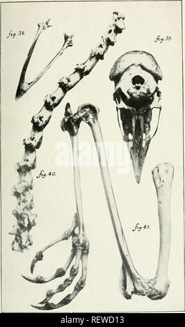 . Der Ewu. Vögel - Zeitschriften; Vögel - Australasien Zeitschriften. Die Emu, Vol. XIX: PLATTE XXXVII.. Platte XXIII.. Bitte beachten Sie, dass diese Bilder sind von der gescannten Seite Bilder, die digital für die Lesbarkeit verbessert haben mögen - Färbung und Aussehen dieser Abbildungen können nicht perfekt dem Original ähneln. extrahiert. Australasian Ornithologists' Union; Royal Australasian Ornithologists' Union. Melbourne: Australasian Ornithologists' Union Stockfoto