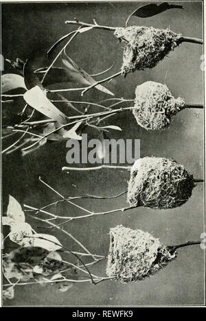 . Der Ewu. Vögel - Zeitschriften; Vögel - Australasien Zeitschriften. Die Emu, Vol. XV. Platte XIV. Bitte beachten Sie, dass diese Bilder sind von der gescannten Seite Bilder, die digital für die Lesbarkeit verbessert haben mögen - Färbung und Aussehen dieser Abbildungen können nicht perfekt dem Original ähneln. extrahiert. Australasian Ornithologists' Union; Royal Australasian Ornithologists' Union. Melbourne: Australasian Ornithologists' Union Stockfoto