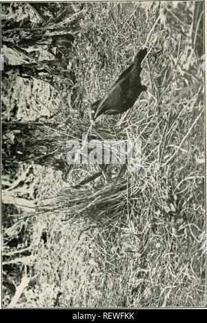 . Der Ewu. Vögel - Zeitschriften; Vögel - Australasien Zeitschriften. Die Emu, Vol. XV. Platte X.. Bitte beachten Sie, dass diese Bilder sind von der gescannten Seite Bilder, die digital für die Lesbarkeit verbessert haben mögen - Färbung und Aussehen dieser Abbildungen können nicht perfekt dem Original ähneln. extrahiert. Australasian Ornithologists' Union; Royal Australasian Ornithologists' Union. Melbourne: Australasian Ornithologists' Union Stockfoto