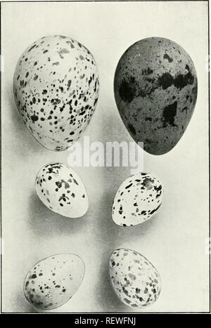 . Der Ewu. Vögel - Zeitschriften; Vögel - Australasien Zeitschriften. Die Emu, Vol. XI. Platte XIX. Amerikanische Dreizehenmöwe Gull {Rissa Ti'idactyla), Braun Shrike Thrush {Collyriocincla brimnea). Northern Oriole (Oriohts afjinis), Behelmte Friar-Bird (Philemon buceroides). ^ OM EIN FOTO. Durch. Bitte beachten Sie, dass diese Bilder sind von der gescannten Seite Bilder, die digital für die Lesbarkeit verbessert haben mögen - Färbung und Aussehen dieser Abbildungen können nicht perfekt dem Original ähneln. extrahiert. Australasian Ornithologists' Union; Royal Australasian Ornithologists' Union. Melbourne: Austra Stockfoto