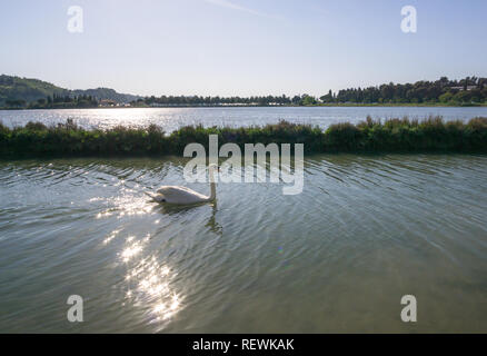 Weißer Schwan im See. Romantische Hintergrund. Schönen Schwan. Cygnus. Romantik der weiße Schwan mit klaren schönen Landschaft. Stockfoto