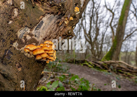 Velvet schaft Pilze am Baumstamm in einem Winter Woodland Stockfoto