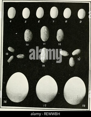 . Der Ewu. Vögel - Zeitschriften; Vögel - Australasien Zeitschriften. Die Emu, Vol. XV. Platte XXXVIII.. Bitte beachten Sie, dass diese Bilder sind von der gescannten Seite Bilder, die digital für die Lesbarkeit verbessert haben mögen - Färbung und Aussehen dieser Abbildungen können nicht perfekt dem Original ähneln. extrahiert. Australasian Ornithologists' Union; Royal Australasian Ornithologists' Union. Melbourne: Australasian Ornithologists' Union Stockfoto