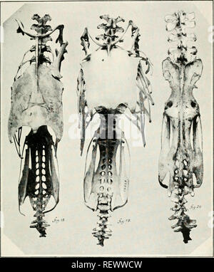 . Der Ewu. Vögel - Zeitschriften; Vögel - Australasien Zeitschriften. Die Emu, Vol. XV. Platte XVIII. Bitte beachten Sie, dass diese Bilder sind von der gescannten Seite Bilder, die digital für die Lesbarkeit verbessert haben mögen - Färbung und Aussehen dieser Abbildungen können nicht perfekt dem Original ähneln. extrahiert. Australasian Ornithologists' Union; Royal Australasian Ornithologists' Union. Melbourne: Australasian Ornithologists' Union Stockfoto