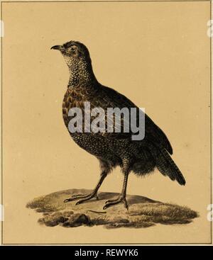 Rebhuhn (?). Verfasser der Stellungnahme: Pieter Pietersz. Barbiers. Datierung: 1759 - 1842. Maße: H 280 mm x B 242 mm. Museum: Rijksmuseum, Amsterdam. Stockfoto