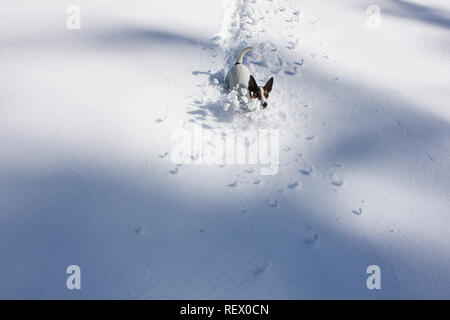 Kleiner Hund Talfahrt im frischen Schnee mit den Schatten der Bäume in der Nähe erstellen Muster im weißen Schnee. Stockfoto