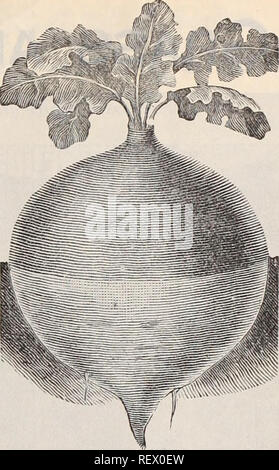 . Dreer der Großhandel Preisliste/Henry A. Dreer.. Baumschule Katalog. Der Stein Tomate. SAIiSIFY. (Oyster Anlage.) Oz. ^ Lb. Lb. Große, Weiße 10 25 75 Mammut Sandwich Insel... 10 35 1 25 Schwarzwurzel (Schwarzwurzeln) 15 50 1 50 SQUASH. Oz. ich Lb. Lb. Extra früh Jersey White Bush 15 35 1 25 frühen weißen Bush 10 15 40 goldene Vanillepudding Bush 10 15 40 Lange Yellow Crookneck lo 15 40 Boston Knochenmark. Ausgewählte Lager. 10 15 40 10 15 40 Golden Hubbard Hubbard 15 30 1 00 Essex Hybrid Turban, oder Warren... 10 15 50 10 20 60 Mar Fordhook bleb ead, 10 15 50 Mammotb Chili 10 30 1 00 Pike's Peak, oder Sibley 10 15 40 Ve Stockfoto