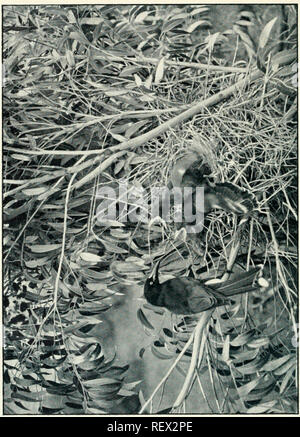 . Der Ewu. Vögel - Zeitschriften; Vögel - Australasien Zeitschriften. Die Emu, Vol. V. PLATTE XIII. Â s^. Bitte beachten Sie, dass diese Bilder sind von der gescannten Seite Bilder, die digital für die Lesbarkeit verbessert haben mögen - Färbung und Aussehen dieser Abbildungen können nicht perfekt dem Original ähneln. extrahiert. Australasian Ornithologists' Union; Royal Australasian Ornithologists' Union. Melbourne: Australasian Ornithologists' Union Stockfoto