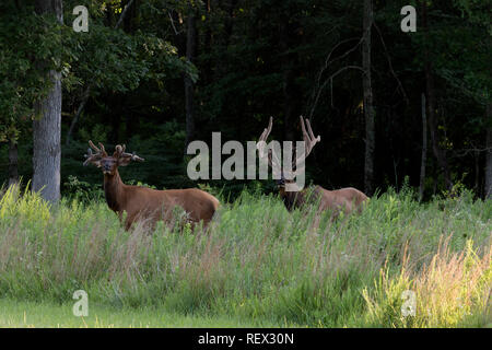 Bull Elk Beweidung in ein offenes Feld. Stockfoto